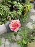 Brocéliande ® rose photo