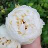 Claire Austin rose photo