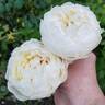 Claire Austin rose photo