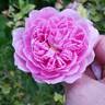 Harlow Carr ™ rose photo