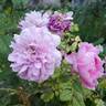 Harlow Carr ™ rose photo