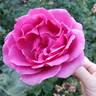 Miranda Lambert ™ rose photo