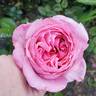 Ball Gown rose photo