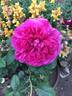 James L. Austin rose photo