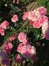 Showpiece Blush rose photo