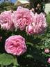 Lilac Wine rose photo