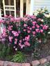 Leonardo da Vinci rose photo