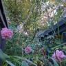 The Faun rose photo