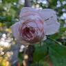 Nahéma rose photo