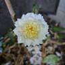 The Country Parson rose photo