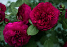 Tess of the d'Urbervilles rose photo