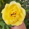 Sunbright ® rose photo