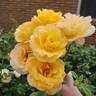 Gold Glow rose photo