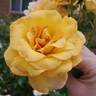 Gold Glow rose photo