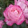 California Dreamin' ™ rose photo