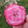 Paradise ™ rose photo