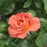 Pumpkin Patch rose photo