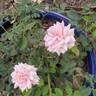 Mabelle Stearns rose photo