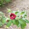 Friends Forever rose photo
