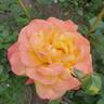 Rio Samba ™ rose photo