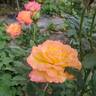 Rio Samba ™ rose photo