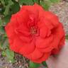 Gypsy (hybrid tea, Swim rose photo