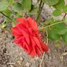 Gypsy (hybrid tea, Swim rose photo