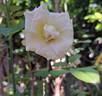 Anggun rose photo