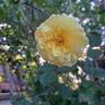 The Poet's Wife ™ rose photo