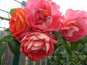 Gebrüder Grimm ® rose photo