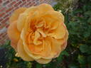 Strike It Rich ™ rose photo
