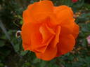Super Trouper rose photo