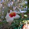 Aria Babylon Eyes rose photo