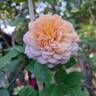 Château de Canon® rose photo