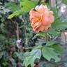 Château de Canon® rose photo