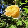 Vanessa Bell rose photo