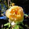 Vanessa Bell rose photo