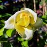 Henri Delbard rose photo
