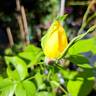 Henri Delbard rose photo