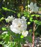 Schneeküsschen rose photo