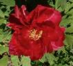 Inpumon いんぷもん peony photo