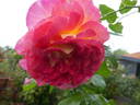 Maleica rose photo