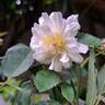Malvern Hills ® rose photo