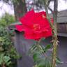 Docteur Watson rose photo