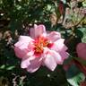 Ringo Double Pink rose photo