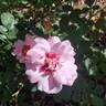 Ringo Double Pink rose photo