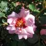 Ringo Double Pink rose photo