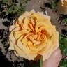 Beautiful Day ™ rose photo