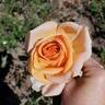 Beautiful Day ™ rose photo