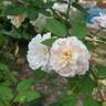 Abigail Adams rose photo